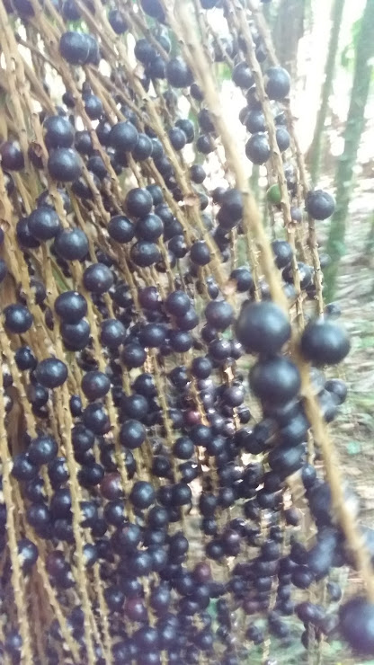 Colheita e processamento do fruto do Juçara em Ubatumirim