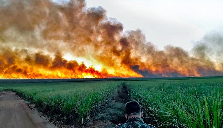 Pandemias e destruição florestal: qual a relação entre os dois