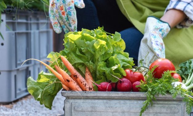 Sistemas Alimentares Sustentáveis