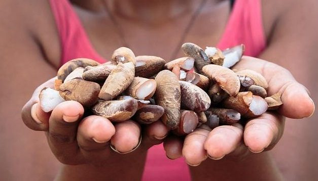 Segurança alimentar e povos tradicionais