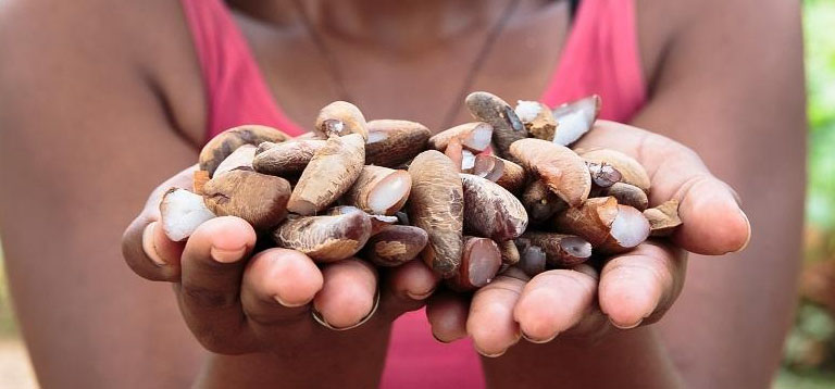 Segurança alimentar e povos tradicionais