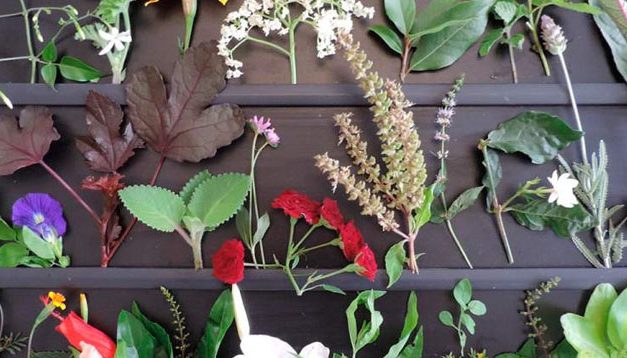 Plantas alimentícias não convencionais (PANC) na gastronomia