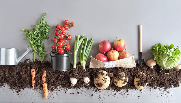 Alimentos orgânicos no Brasil